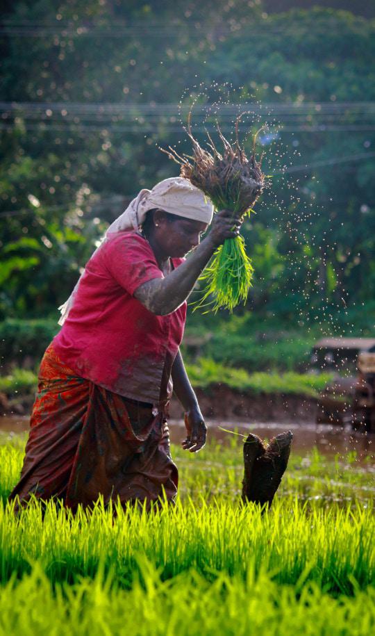 woman threshing grains