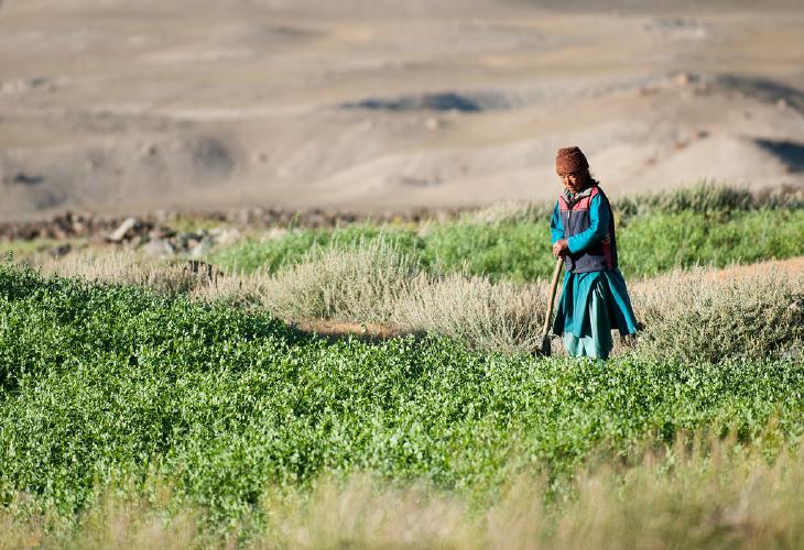 Farmer working in grasslands