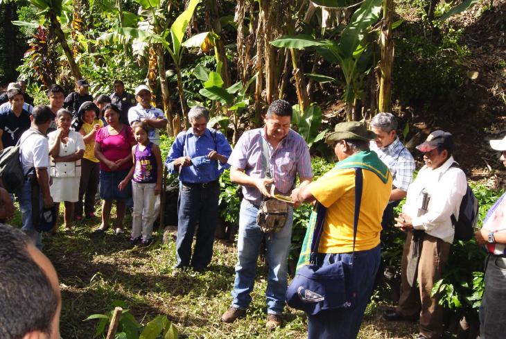 farmers reviewing coffee cherries