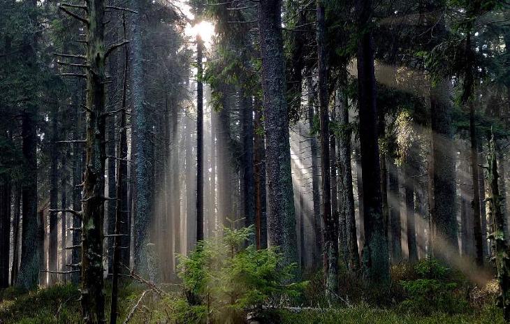 sunlight coming through forest