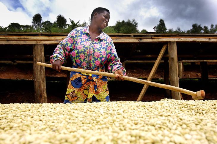 farmer drying coffee beans