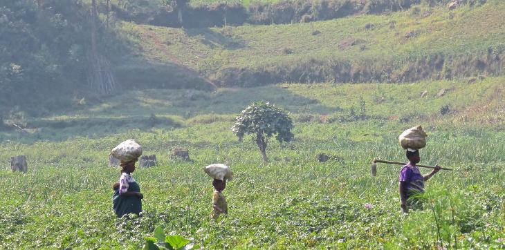 women working in agricultural field