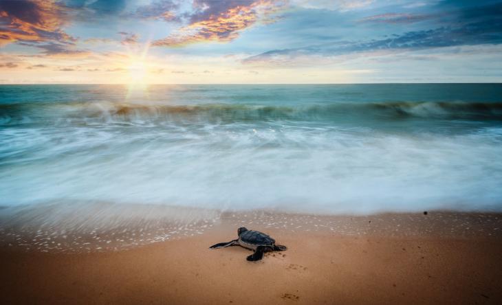 sunrise over an ocean beach, sea turtle in the foreground